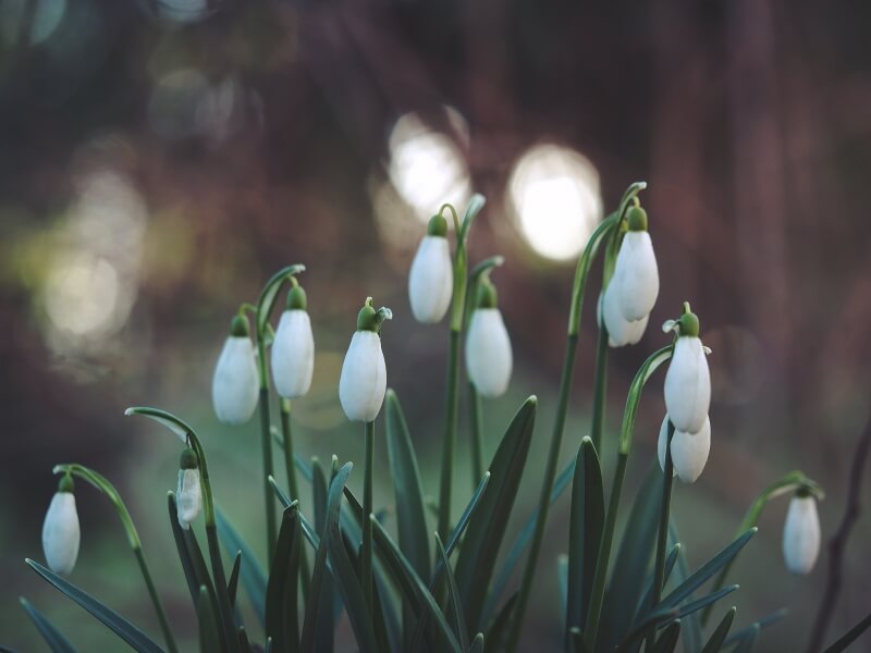 snowdrops Gloucester