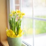 Flowers by the window